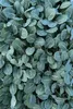 Enseleits Weißkohl, Weißkraut im 10er Set, (Brassica Produktbild-Vorschau 1