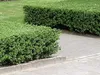 Stauden Gänge 100 x Ilex crenata 'Convexa' - Löffel Ilex - Produktbild-Vorschau 2