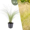 Plants by Frank | 24 Plantes d'herbe à plumes | Stipa Voir les images du produit 1