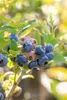 Kulturheidelbeere Bluecrop 80-100 cm, im Topf - Vaccinium Produktbild-Vorschau 7