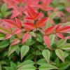 Green boutiQ - Plante de jardin - Nandina Obsessed - Rouge Voir les images du produit 5