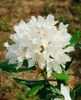 Rhododendron PG 1 Cunninghams White 40-50 cm, im Topf, Produktbild-Vorschau 7