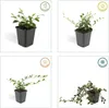 Cotoneaster dammeri 'Major' sterk 48 planten 25cm Ø9cm Productafbeelding-voorbeeld 4