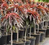 Zwergpfirsich Crimson ® Bonfire (S) rotlaubiger Produktbild-Vorschau 4