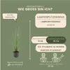 Plants by Frank | 12 Lampenputzergras Pflanzen | Pennisetum Produktbild-Vorschau 4