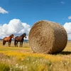 Rete da fieno per balle rotonde - Rete da foraggio per Anteprima dell’immagine prodotto 1