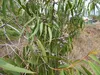 Zitronen-Eukalyptus (Corymbia citriodora)  - 20 Samen Produktbild-Vorschau 5