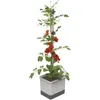 Gusta Garden Tom Tomato, Topfpflanzer, Freistehend, Produktbild-Vorschau 21
