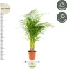 Złota palma owocowa - Areca - Ø24cm - ↕130cm Podgląd zdjęcia produktu 13