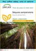 SAFLAX Ensemble-cadeau - Séquoia sempervirens - 50 graines Voir les images du produit 1