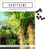 Hanfpalme Samen (Chamaerops excelsa) - Exotische Palme Produktbild-Vorschau 1