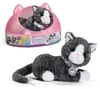 BABY born My Cat Cookie with Box, Puppen-Haustier, 3 Produktbild-Vorschau 22