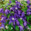 Clematis alpina, Alpen-Waldrebe, blau, 40–60 cm Produktbild-Vorschau 4