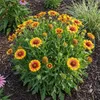 3x Gaillardia Arizona Sun P9H20 Produktbild-Vorschau 3