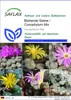 SAFLAX - Blühende Steine / Conophytum Mix - Conophytum Mix Produktbild-Vorschau 1