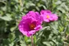 Cistus pulverulentus 'Sunset' - Zistrose 20- 25 cm Produktbild-Vorschau 1