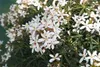 Choisya tern. 'White Dazzler'® - Orangenblume 60- + cm Produktbild-Vorschau 2