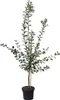 Mirabelle `Bellamira´ ® Pflaumenbaum - Buschbaum Topfballen Produktbild-Vorschau 6