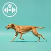 MERSJO os de fonction de faisan pour chiens 13.5 cm - Voir les images du produit 5