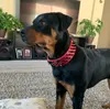 Breites Hundehalsband aus Leder mit Spikes - rot, Größe L Produktbild-Vorschau 6