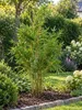 Fargesia robusta 'Campbell' 140–200 cm – Zimozielona Podgląd zdjęcia produktu 3