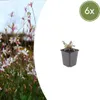 Gaura lindheimeri Siskiyou Pink 6 Pflanzen Ø9cm Höhe Produktbild-Vorschau 4