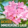 Sunny Tree - Rostlina - Oleandr- Nerium Oleander - Výška Náhled obrázku produktu 5