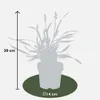 Lilientraube 'Ingwersen' 6x - Ø 14 cm - ↨ 25 cm Produktbild-Vorschau 4