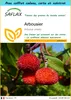 SAFLAX Ensemble-cadeau - Arbousier - 50 graines - Arbutus Voir les images du produit 1