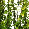 Caprifoglio Aureoreticulata giapponese 2L Anteprima dell’immagine prodotto 4