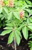 Marronnier nain 'Aesculus pavia Rosea Nana' Marronnier Voir les images du produit 1
