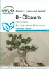 Artikelbild 1 von 'Ölbaum' aus der Kategorie Bonsaisamen Produktbild-Vorschau