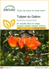 SAFLAX  - Tulipier du Gabon - 30 graines - Spathodea Voir les images du produit 1