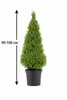 Picea glauca Conica 90–100 cm Zuckerhutfichte – Produktbild-Vorschau 5
