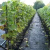 Regent - blaue Weintraube -  pilzfeste Weinrebe ca. 60-100 Produktbild-Vorschau 2
