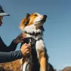 Ruffwear Ridgeline Geschirr Obsidian Black M Produktbild-Vorschau 9