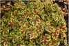 Stauden Gänge 3 x Heucherella Hybride 'Solar Power' im 1 Produktbild-Vorschau 1