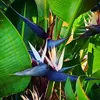 Exotické semená - Strelitzia Nicolai - balenie 10 ks - Náhľad obrázku produktu 6
