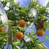 Páska odpudzujúca vtáky reflexná páska s holografickým Náhľad obrázku produktu 5