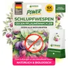 Green Guardia Schlupfwespen gegen Pflaumenwickler -6x Produktbild-Vorschau 1