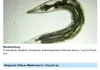 Sera med Prof. Nematol 10 ml  für 400l ARZNEIMITTEL FÜR Náhľad obrázku produktu 3
