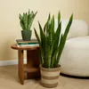 Bloomique - Sansevieria Zeylanica - Bogenhanf - Sukkulenten Produktbild-Vorschau 3
