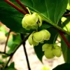 Aktinidia Issai ostrolistna obupłciowa 2L Podgląd zdjęcia produktu 5