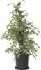 Geigenpflanze - Ficus Benjamina 'Twilight' - Höhe 100-110cm Produktbild-Vorschau 7