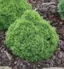 Weiß-Fichte ´ALBERTA GLOBE´ 15-20 cm, Cont. 2,5 l Produktbild-Vorschau 2