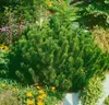 A dwarf pine tree in a garden setting with yellow and purple flowers. Produktbild-Vorschau