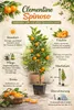 Zitronenbaum Clementine Spinoso (120-150 cm) – Süße Produktbild-Vorschau 3
