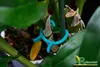 Pflanzenclips Pflanzenklammern Tomaten Rosen Gurken Produktbild-Vorschau 4