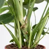 Monstera Deliciosa, Fensterblatt, Zimmerpflanze, 70-80 cm, Produktbild-Vorschau 5