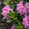 Bloomique - Lot de 2 - Rhododendron Bloombux Magenta - Voir les images du produit 4